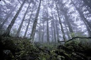 Ikenga Virgin Forest