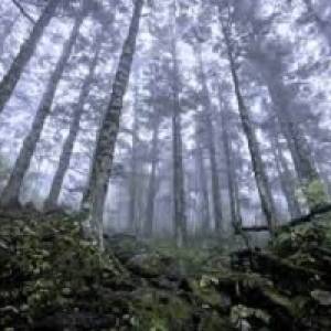 Ikenga Virgin Forest