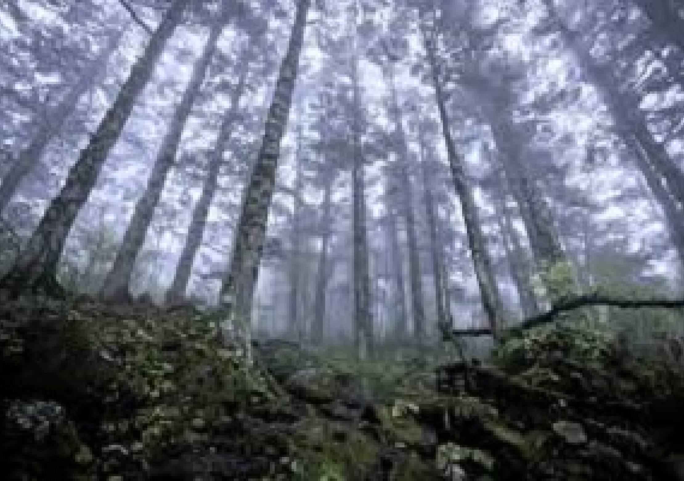 Ikenga Virgin Forest