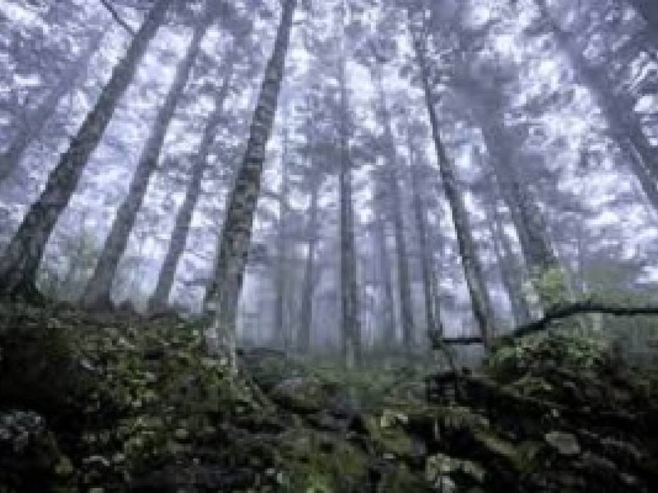 Ikenga Virgin Forest