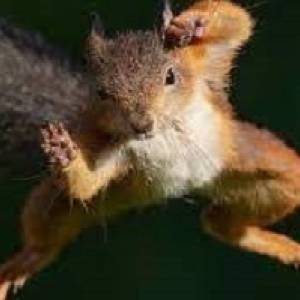 The squirrel and the cocoyam leaf-  By Ajembele