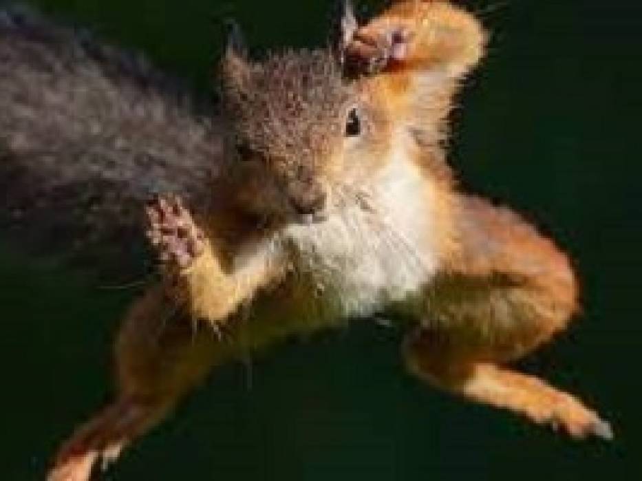 The squirrel and the cocoyam leaf-  By Ajembele