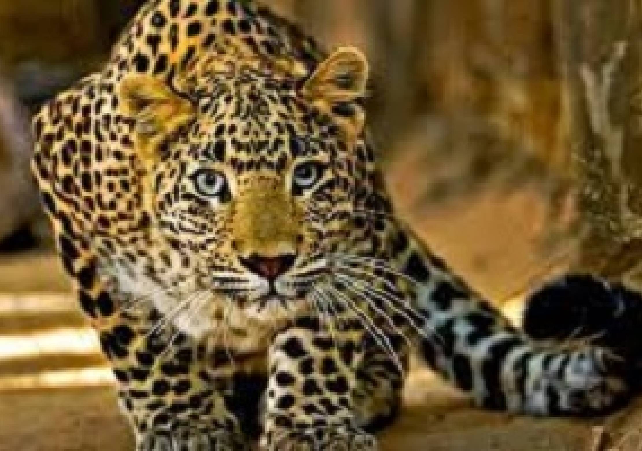 Ishi-agu and other igbo artefacts- by Mazi Ndukwe