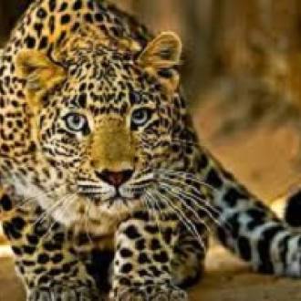 Ishi-agu and other igbo artefacts- by Mazi Ndukwe