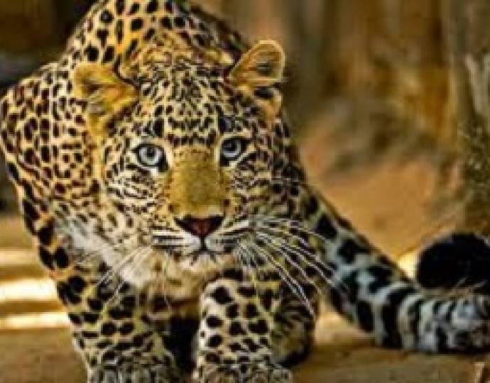 Ishi-agu and other igbo artefacts- by Mazi Ndukwe