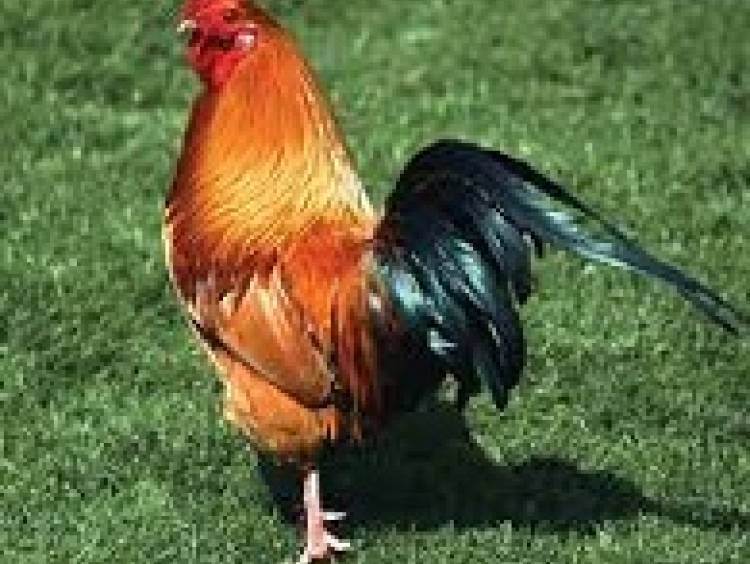 How chicken is shared in an Igbo family